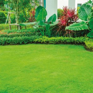 Honydew-Party-Lawn-300x300-1
